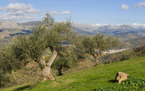 Olive orchards and mountains in May 2013